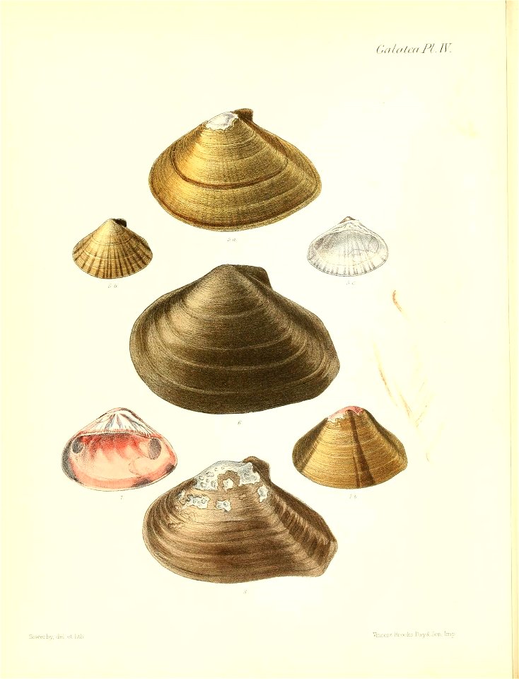 n519_w1150