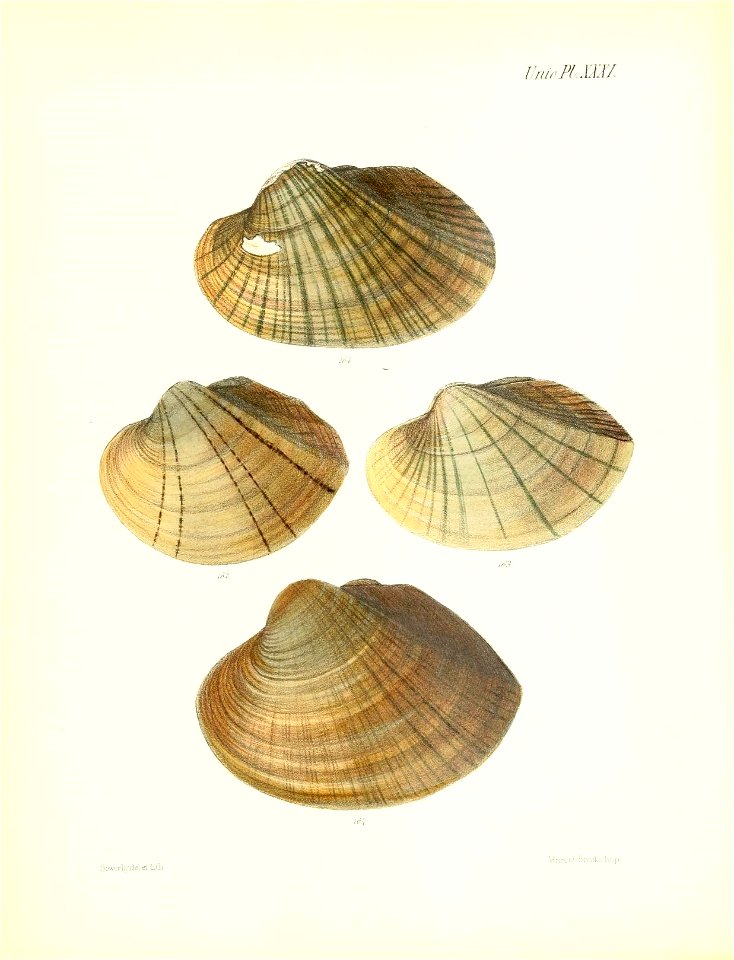 n131_w1150
