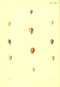 n275_w1150