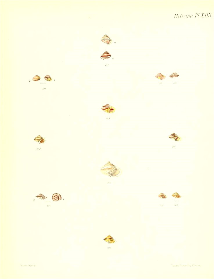 n99_w1150