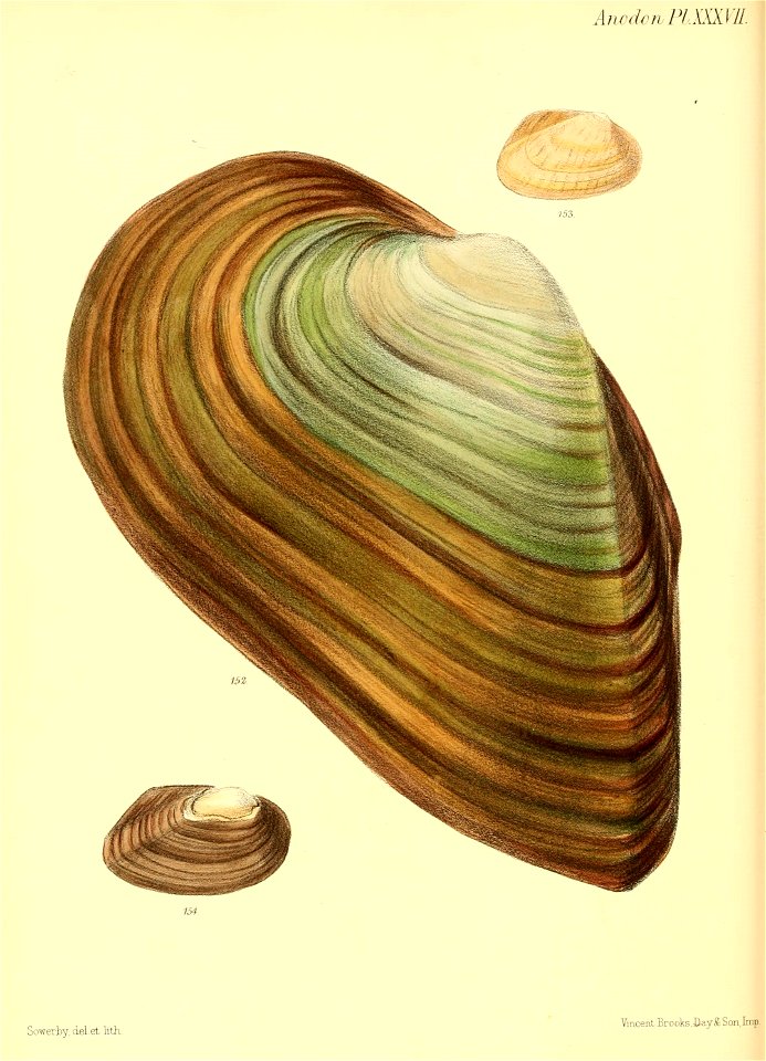 n155_w1150