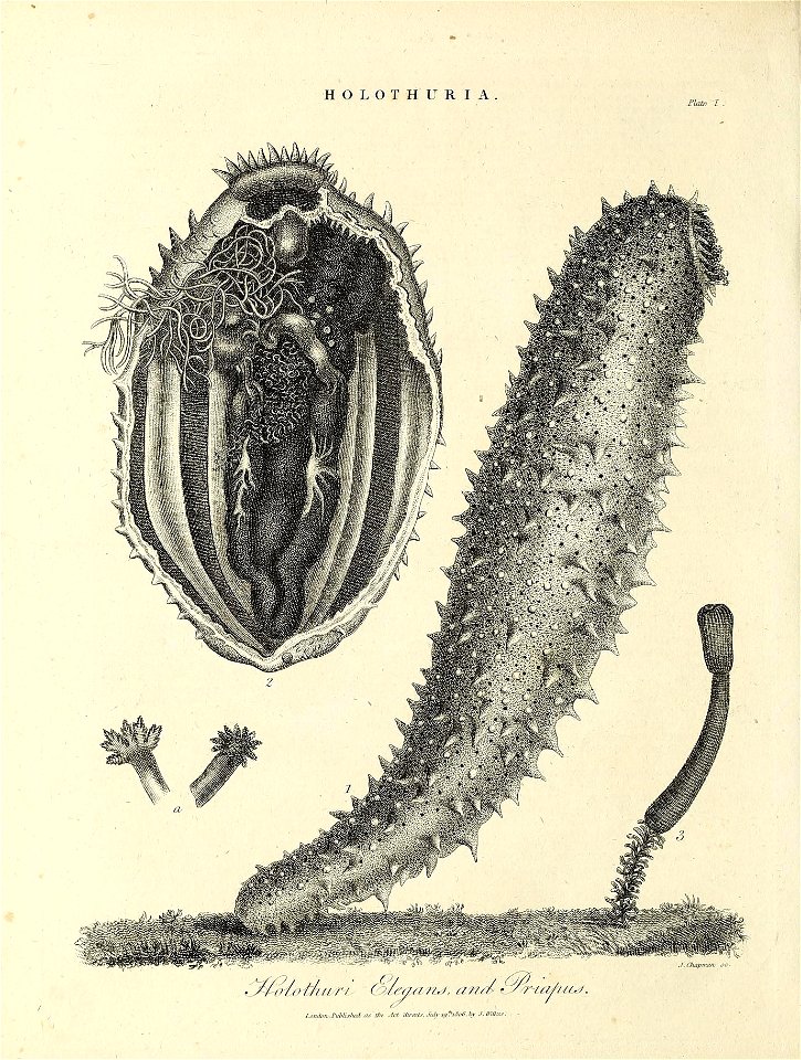n293_w1150