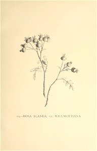 n588_w1150