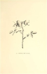 n350_w1150