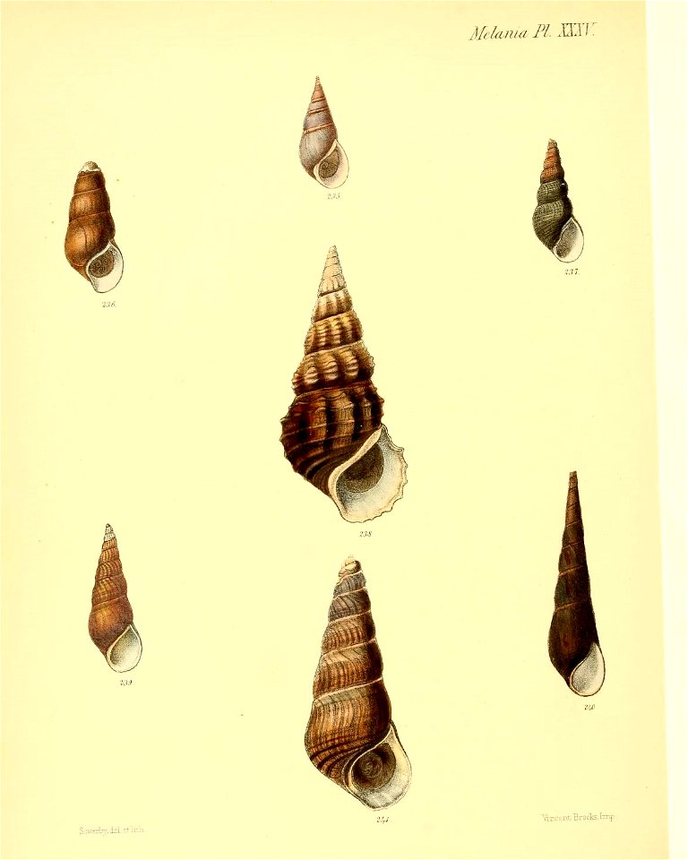n339_w1150