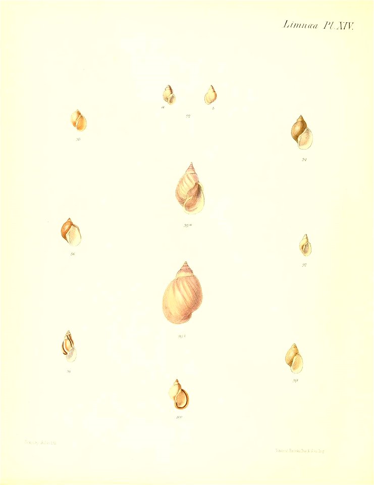 n509_w1150