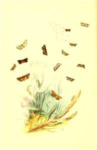 n255_w1150
