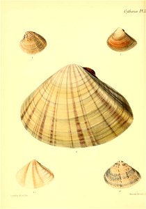 n425_w1150