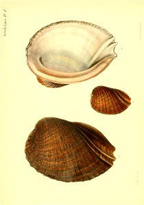 n21_w1150
