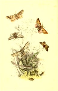 n153_w1150