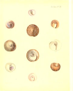 n509_w1150