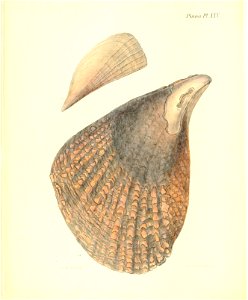 n107_w1150