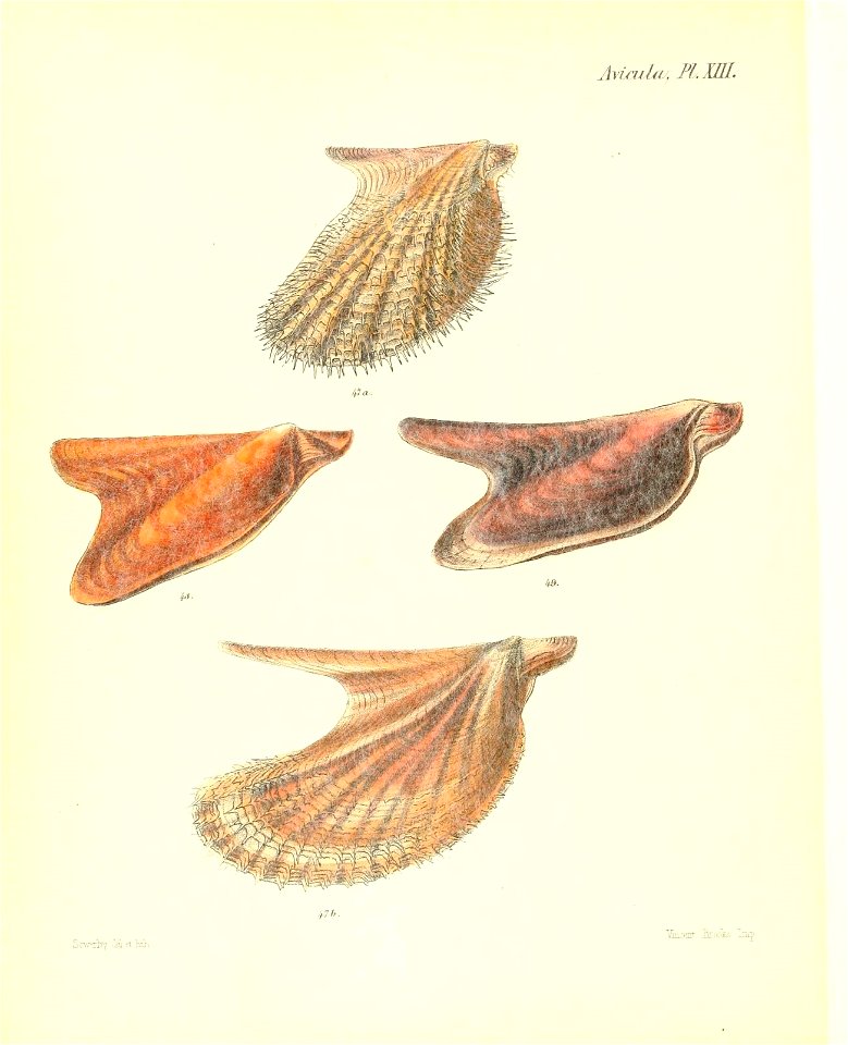 n533_w1150