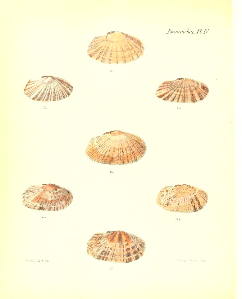 n335_w1150