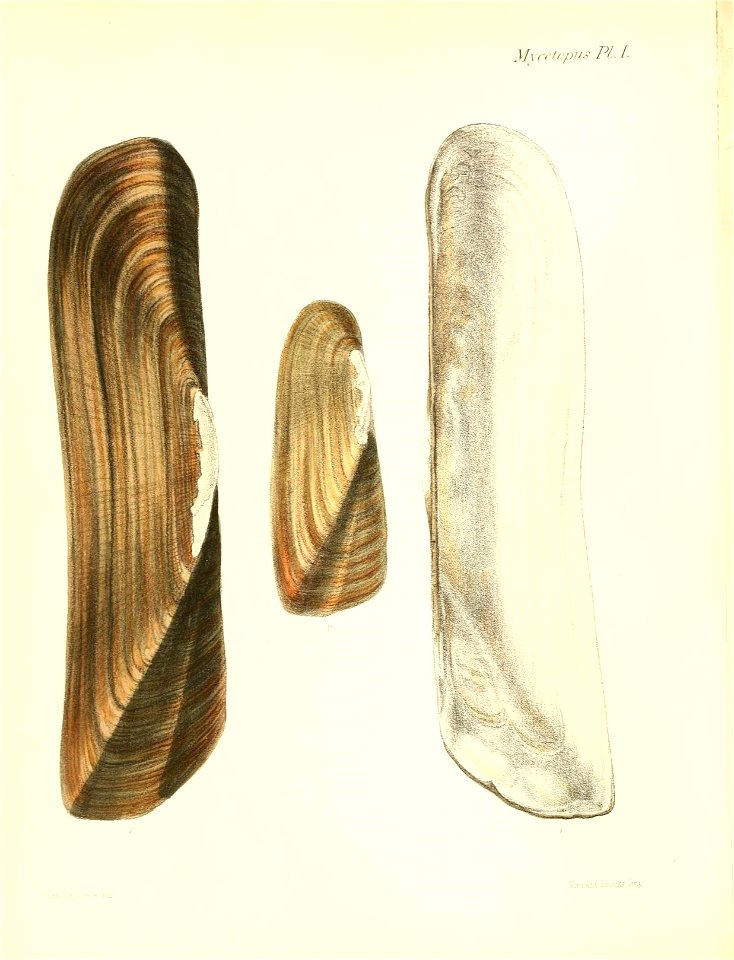n441_w1150