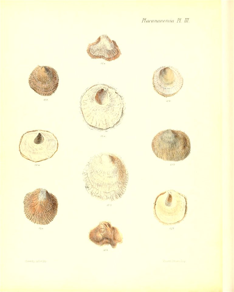 n559_w1150