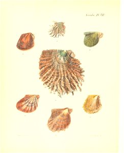 n513_w1150