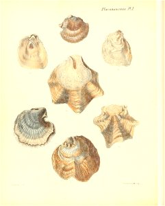 n551_w1150