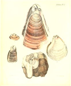 n219_w1150