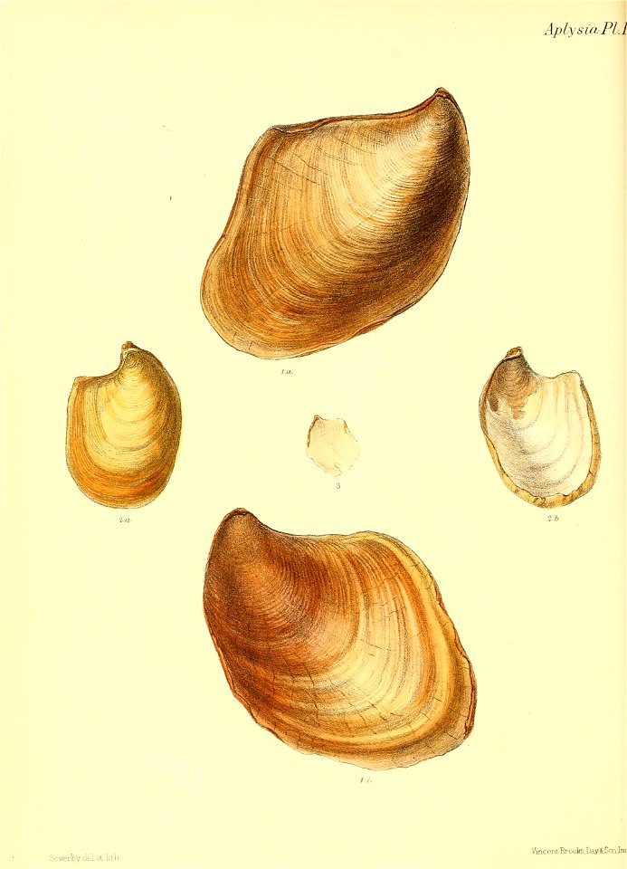n467_w1150