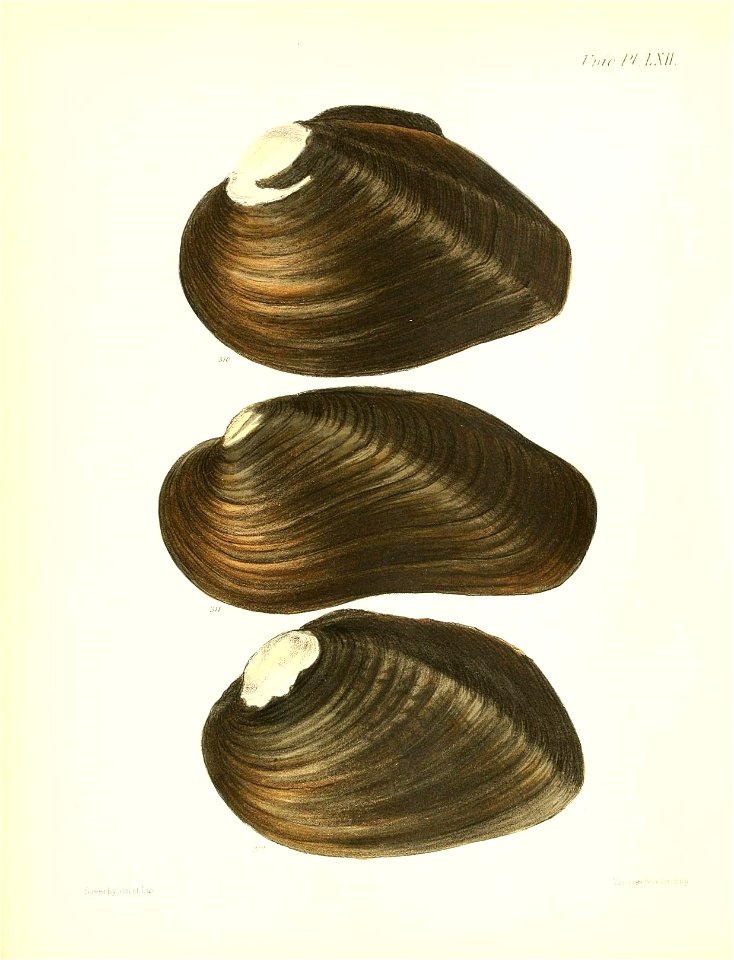 n255_w1150