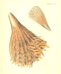 n111_w1150
