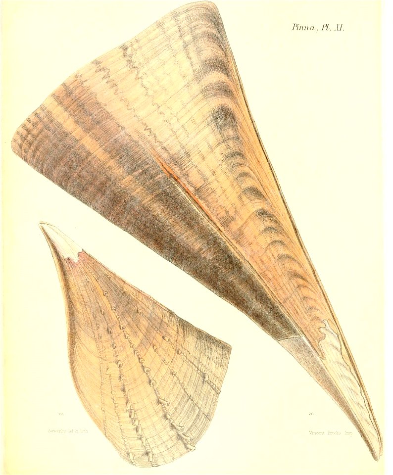 n51_w1150