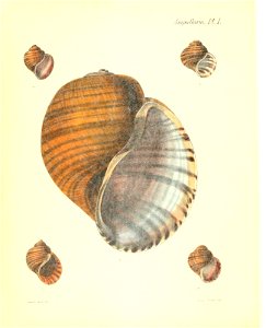 n13_w1150