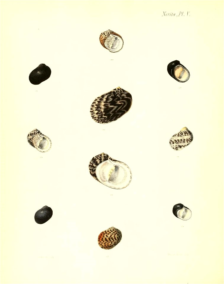 n447_w1150