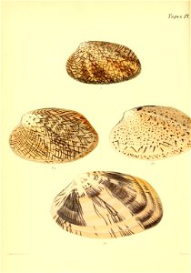 n565_w1150