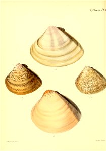 n433_w1150