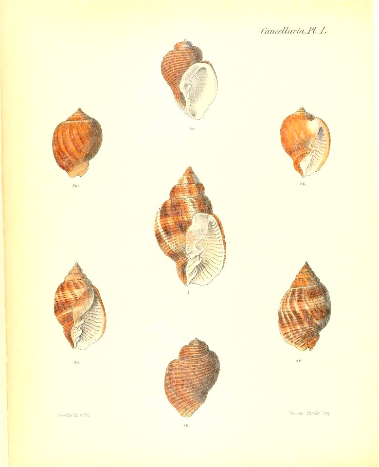 n129_w1150