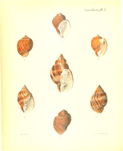 n129_w1150