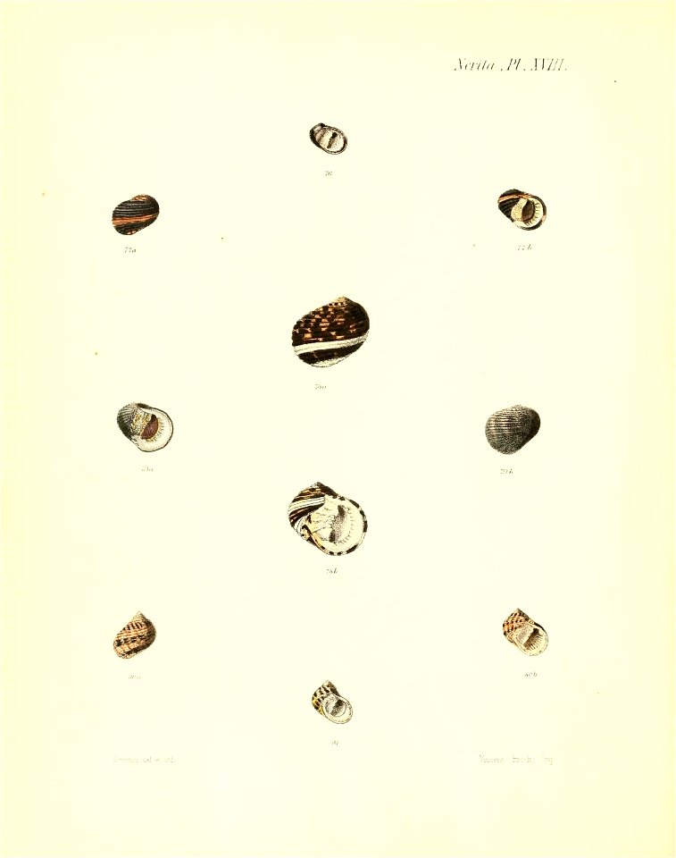 n499_w1150