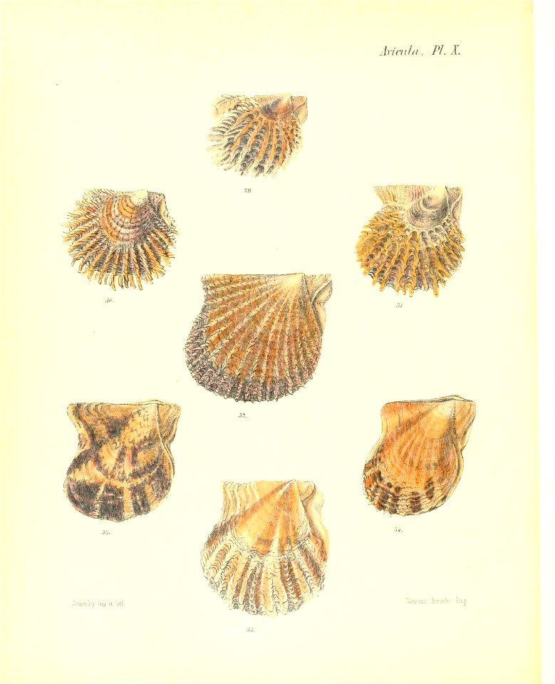 n521_w1150