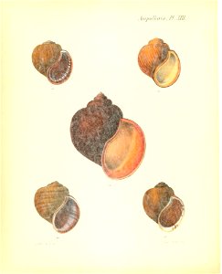 n61_w1150