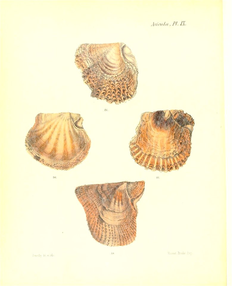 n517_w1150