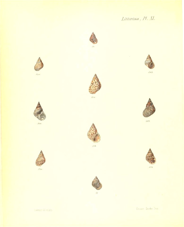 n245_w1150