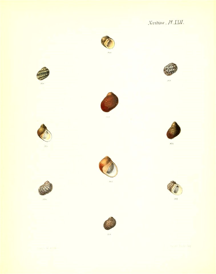 n171_w1150