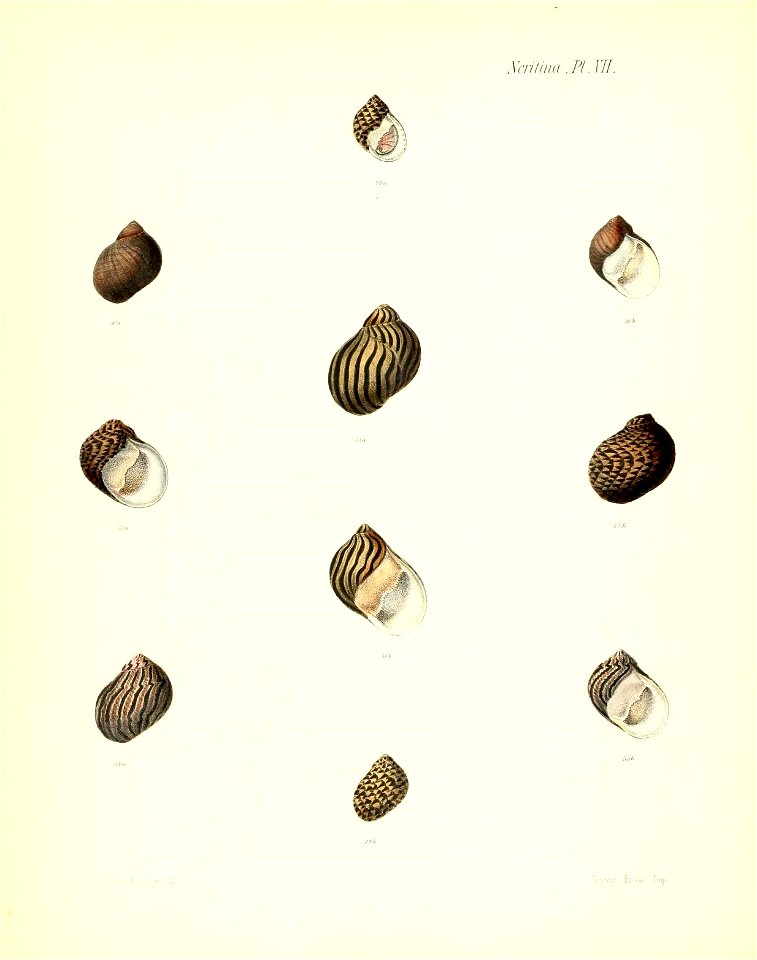n111_w1150