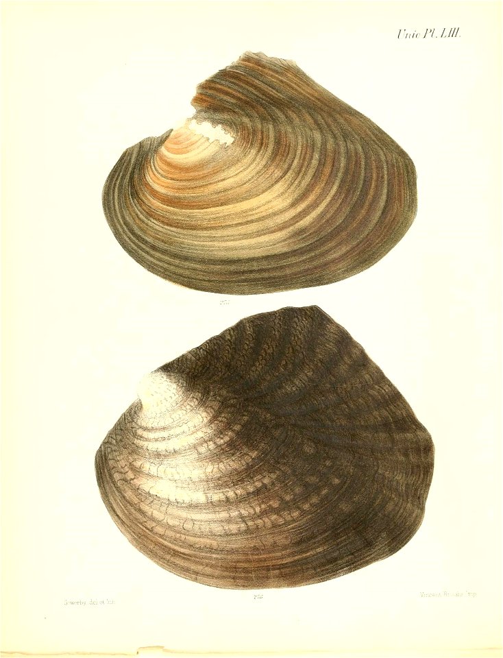 n219_w1150