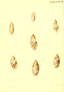 n175_w1150
