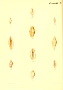 n239_w1150
