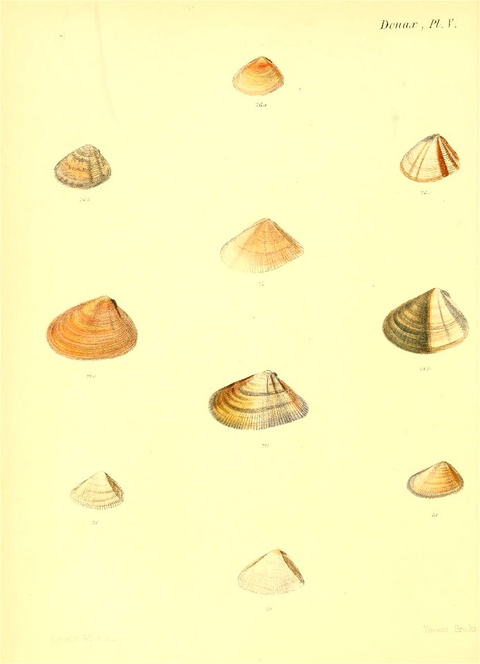 n339_w1150