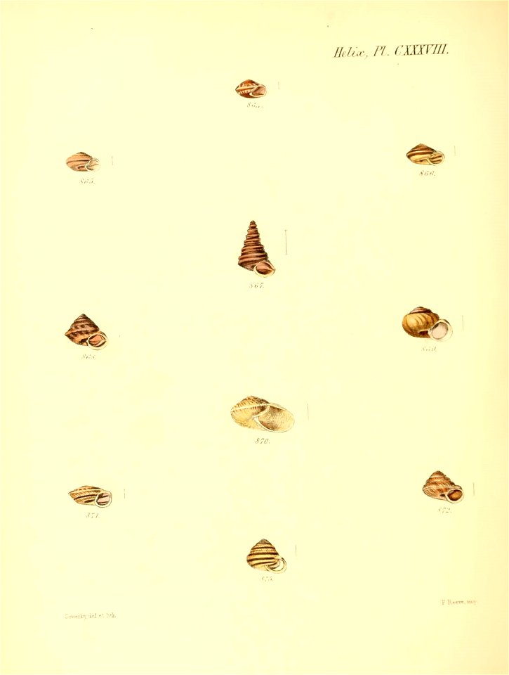 n575_w1150