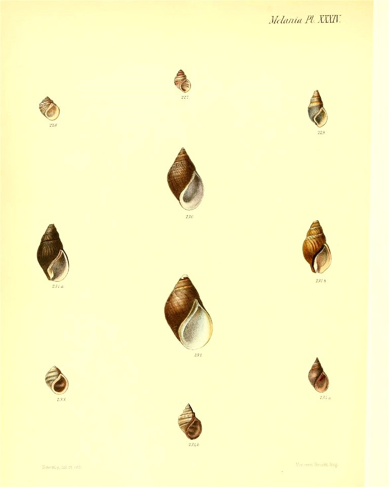 n335_w1150