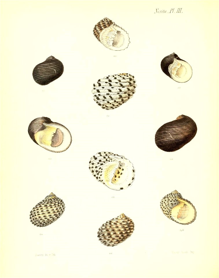 n439_w1150
