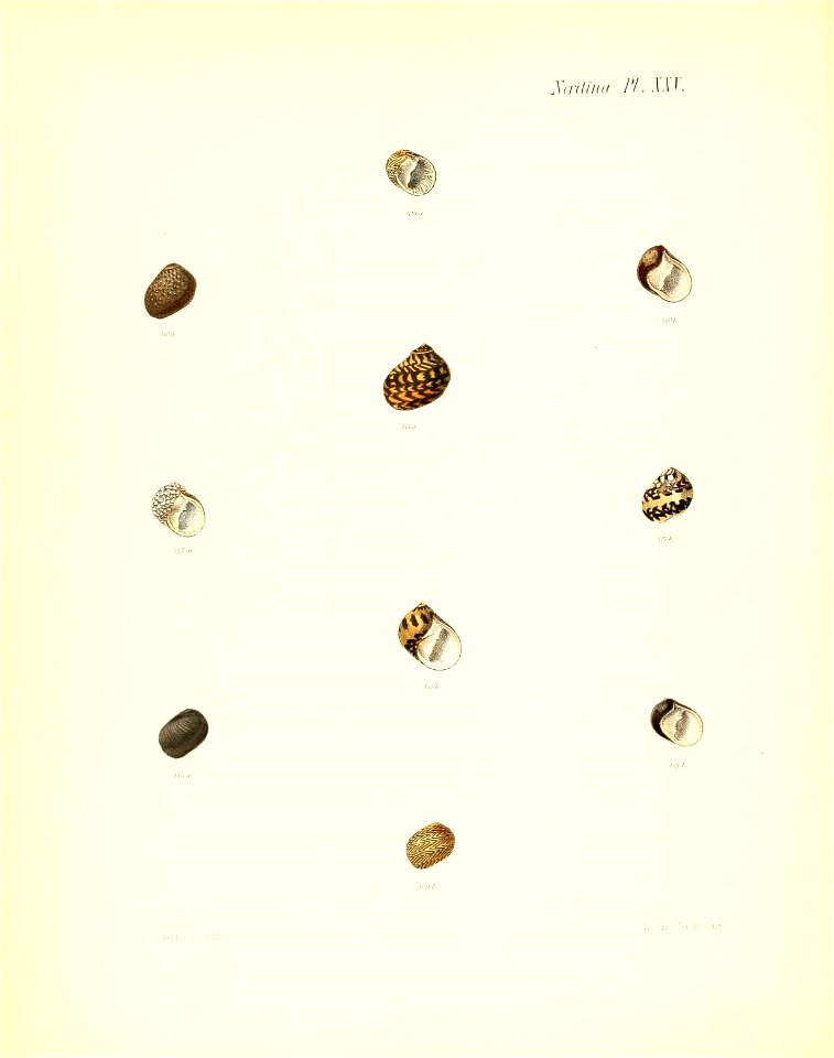 n183_w1150