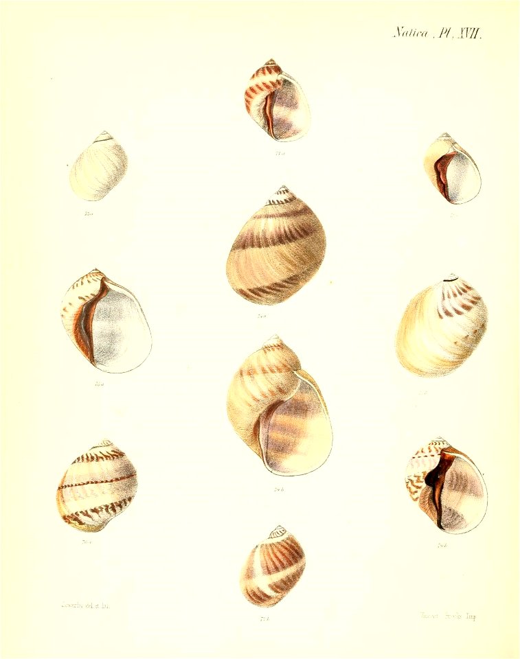 n303_w1150