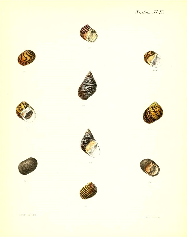 n119_w1150